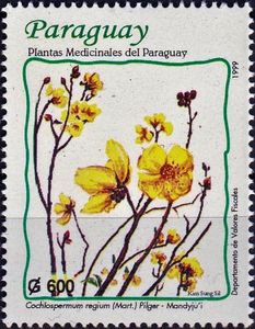 Cochlospermum regium