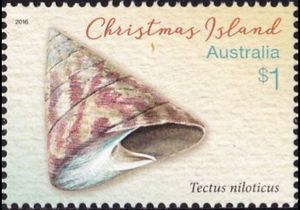 Commercial Top Shell (Tectus niloticus)