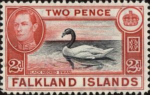 Black-necked Swan (Cygnus melanocoryphus)