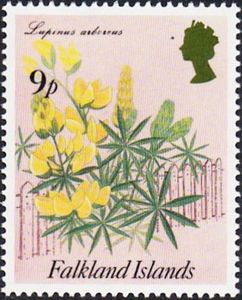 Tree lupin (Lupinus arboreus)