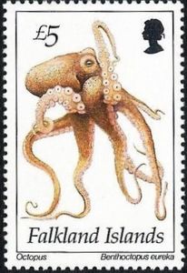 Octopus (Benthoctopus eureka)