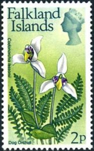 Dog Orchid (Codonorchis lessonii)