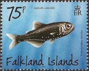 Gaptooth Lanternfish (Protomyctophum choriodon)