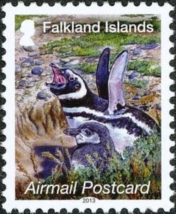 Magellanic Penguin (Spheniscus magellanicus)