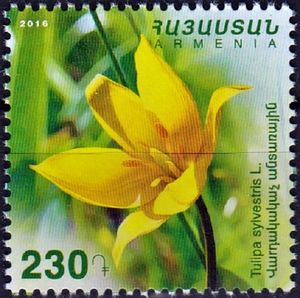 Woodland Tulip (Tulipa sylvestris)