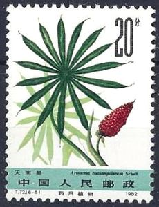 Arisaema consanguineum