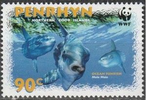 Ocean Sunfish Mola Mola