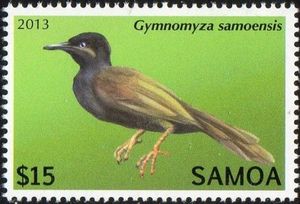 Mao (Gymnomyza samoensis)