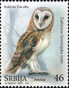 Barn owl - Tyto alba