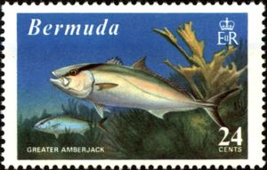 Greater Amberjack (Seriola dumerili)
