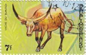 Burundi cow