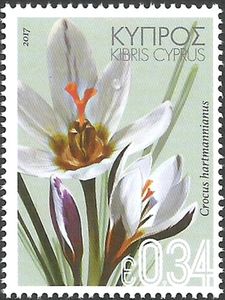 Crocus hartmannianus