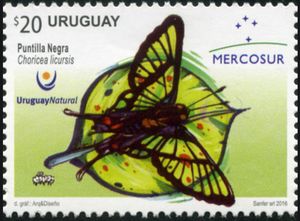 Puntilla Negra (Choricea licursis)