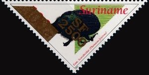 Phanaeus festivus (Overprinted)