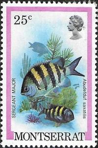 Sergeant Major (Abudefduf saxatilis)