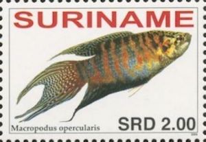 Paradise Fish (Macropodus opercularis)