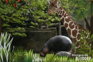 Diergaarde Blijdorp, Rotterdam - Pygmy hippopotamus