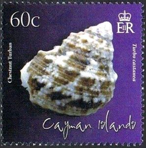 Chestnut Turban (Turbo castanea)