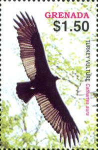 Turkey Vulture (Carthartes aura)