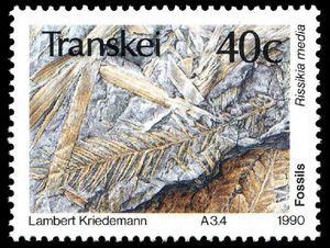 Fossils: Rissikia media