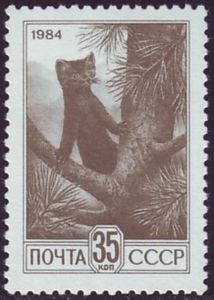 Sable (Martes zibellina), Cedar