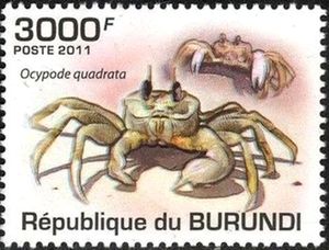 Atlantic Ghost Crab (Ocypode quadrata)