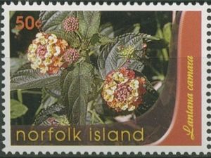Lantana camara