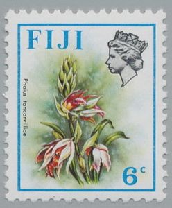 Phaius tankervilleae