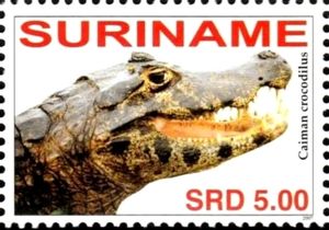Caiman crocodilus