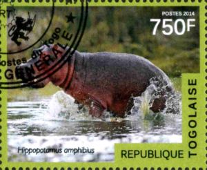 Hippopotamus (Hippopotamus amphibius)