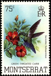 Green-throated Carib (Sericotes holosericeus)