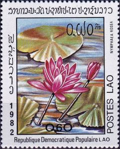 Nymphaea rosea