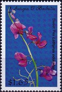 Sweet Pea (Lathyrus odoratus)
