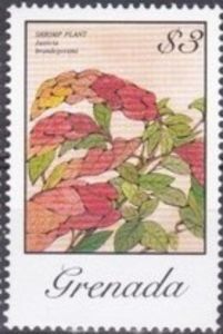 Shrimp Plant (Justicia brandegeeana)