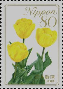 Tulips - Niigata Prefecture