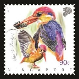 Black-backed Dwarf-Kingfisher (Ceyx erithaca)