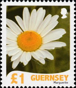 Marguerite - Leucanthemum vulgare