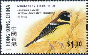 Yellow-breasted Bunting (Emberiza aureola)