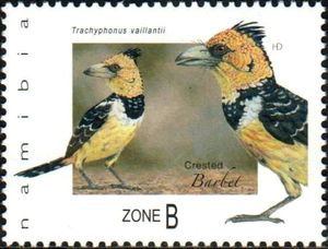 Crested Barbet (Trachyphonus vaillantii)