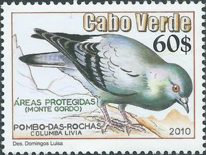 Rock Pigeon (Columba livia)