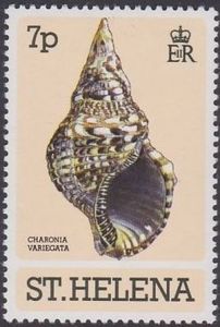 Atlantic Triton (Charonia variegata)