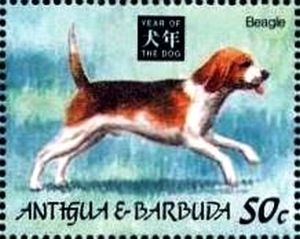 Beagle