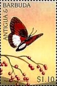 Pseudacraea eurytus