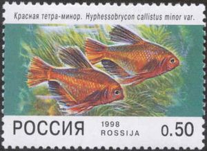 Jewel Tetra (Hyphessobrycon callistus)