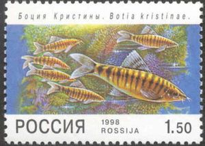 Loach (Botia kristinae)