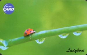 Ladybird