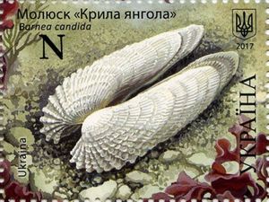 White Piddock (Barnea candida)