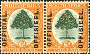 Orange Tree (Citrus sinensis)