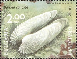 White Piddock (Barnea candida)