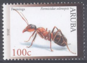 Ant (Formicidae solenopsis)